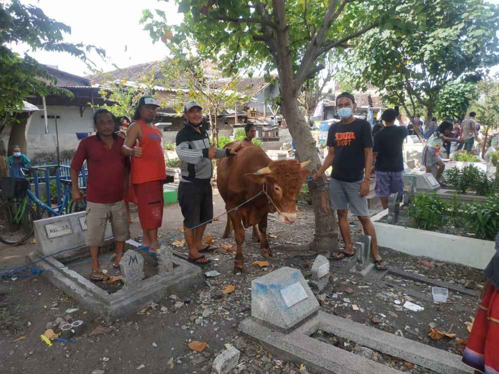 Sapi Qurban 600 Kg Dari Risma Untuk Kojar-Dolly Surabaya