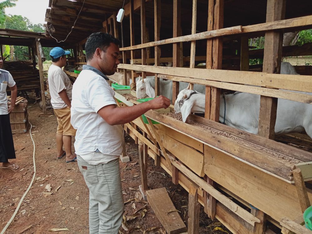Pemuda Bangkalan Memberikan Edukasi Terkait Ternak Kambing