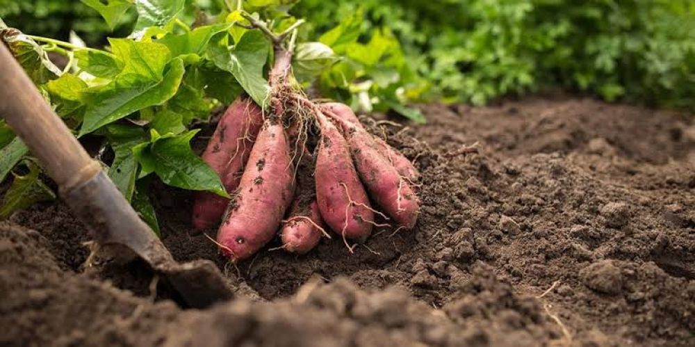 Jangan Sepelehkan Makanan Tradisional Ini, Karena Banyak Manfaatnya