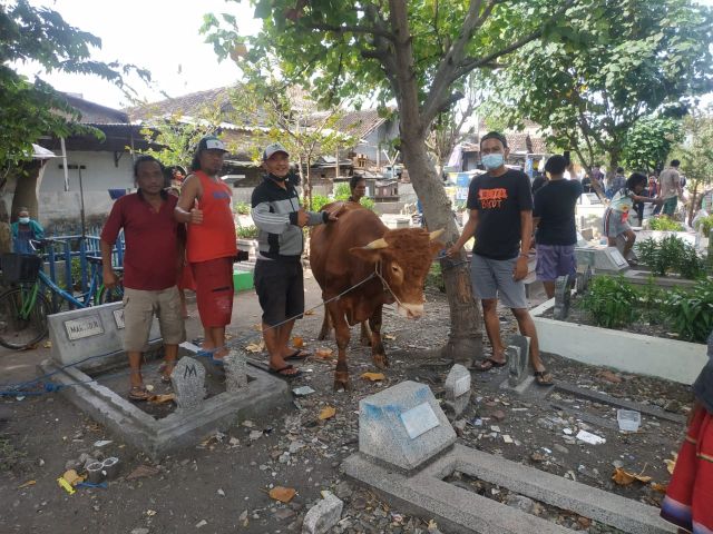 Sapi Qurban 600 Kg Dari Risma Untuk Kojar-Dolly Surabaya