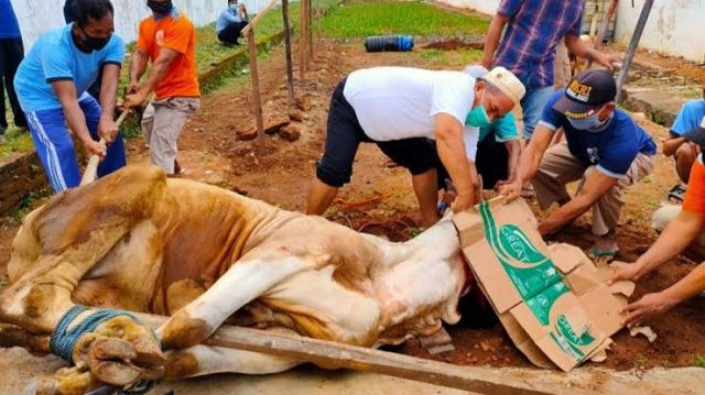 Berapa Daging Yang Didapat Untuk Orang Yang Ber Qurban?